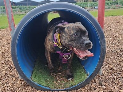 Crumble | Terrier (Staffordshire Bull) Cross | Basildon (Essex) - 2