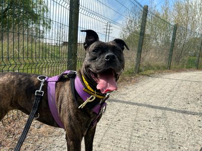 Crumble | Terrier (Staffordshire Bull) Cross | Basildon (Essex) - 4