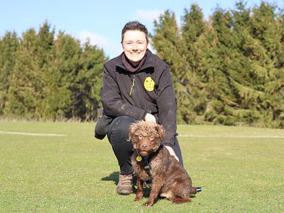 Monty | Terrier (Lakeland) | Leeds - 3