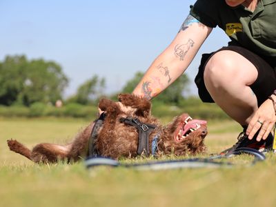 Monty | Terrier (Lakeland) | Leeds - 4