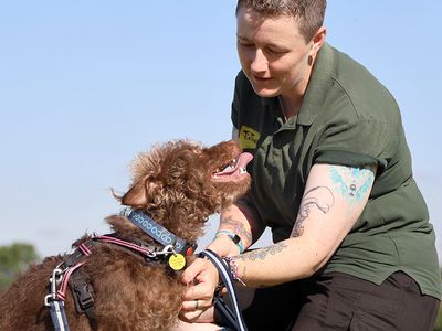 Monty | Terrier (Lakeland) | Leeds - 2