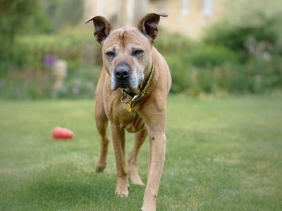Narah | Terrier (Staffordshire Bull) Cross | Kenilworth (West Midlands) - 5