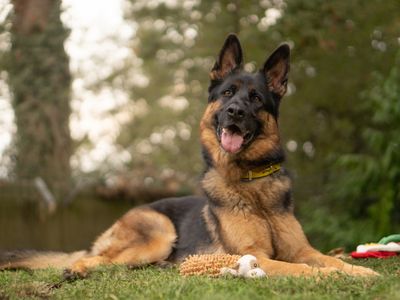 Hunter, a 4 years old male German Shepherd available for adoption from Dogs Trust in Warwickshire