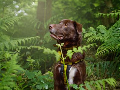 Dexter | Retriever (Labrador) Cross | Kenilworth (West Midlands) - 3
