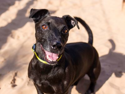 Ole | Terrier (Patterdale) Cross | Cardiff - 5