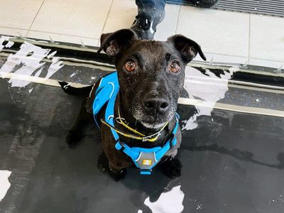 Ole | Terrier (Patterdale) Cross | Cardiff - 3