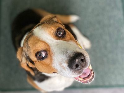 Sally | Beagle Cross | Cumbria - 3