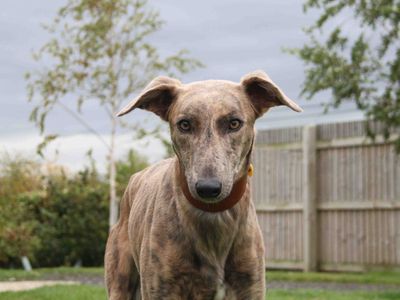 Dog Rescue Rehoming Adoption Darlington Dogs Trust