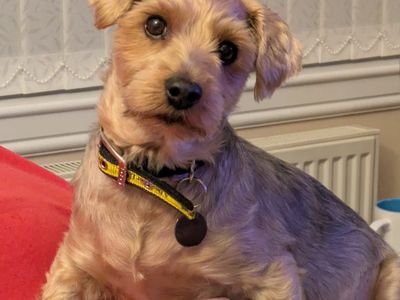Duke | Terrier (Yorkshire) | West Calder (Edinburgh) - 3