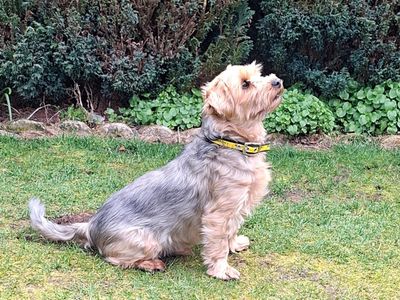 Duke | Terrier (Yorkshire) | West Calder (Edinburgh) - 5