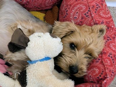 Duke | Terrier (Yorkshire) | West Calder (Edinburgh) - 3