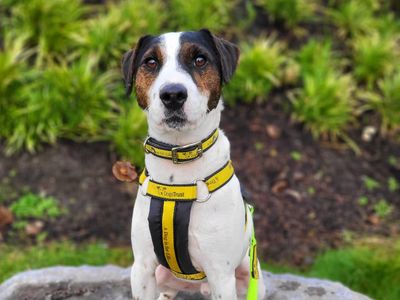 Adopt a Crossbreed Rescue Dog | Dougie | Dogs Trust