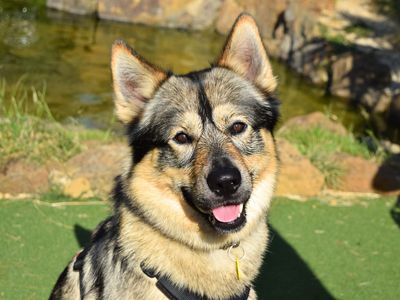 Marvin | Crossbreed | Harefield West London - 3