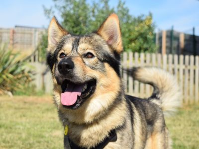Marvin | Siberian Husky Cross | Harefield West London - 3