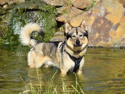 Marvin | Siberian Husky Cross | Harefield West London - 5