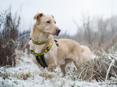 Lance | Retriever (Golden) Cross | Canterbury - 4