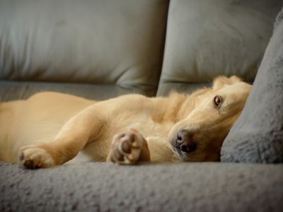 Lance | Retriever (Golden) Cross | Canterbury - 4