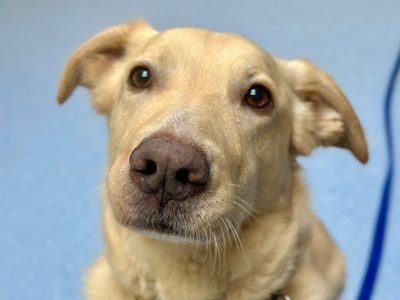 Lance | Retriever (Golden) Cross | Canterbury - 2