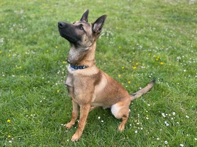 Bagel | Belgian Shepherd Dog (Malinois) Cross | Canterbury - 3