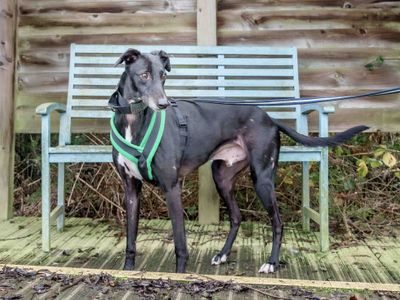 Dancer | Lurcher | Loughborough - 2