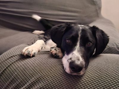 Boots | Retriever (Labrador) Cross | Evesham (Worcestershire) - 2