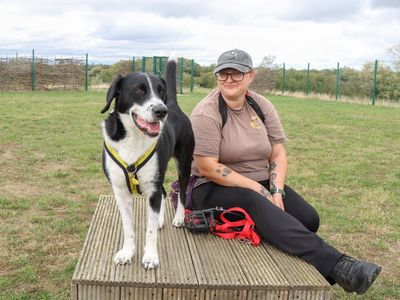 Boots | Retriever (Labrador) Cross | Evesham (Worcestershire) - 4
