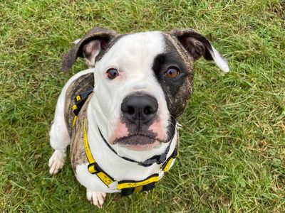 Isabella | American Bulldog | Loughborough - 3