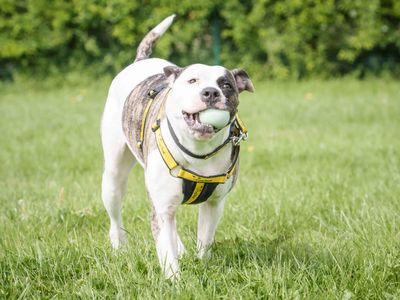 Isabella | American Bulldog | Loughborough - 1