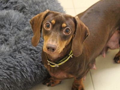 Dachshund | Rehoming Rescue Dog | Dogs Trust