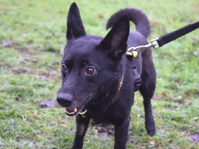 Luna | Crossbreed | Harefield West London - 3