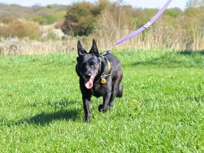 Luna | Crossbreed | Harefield West London - 5