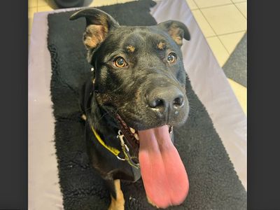 King | Crossbreed | Basildon (Essex) - 3