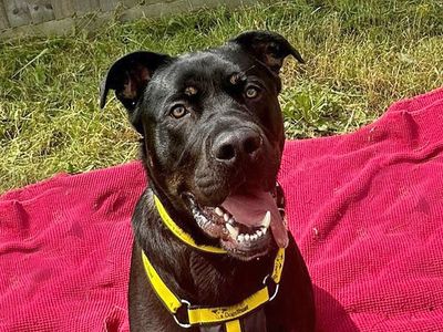 King | Crossbreed | Basildon (Essex) - 5