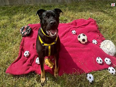 King | Crossbreed | Basildon (Essex) - 5