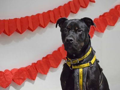 King | Crossbreed | Basildon (Essex) - 5