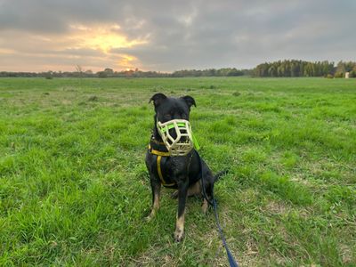 King | Crossbreed | Harefield West London - 5