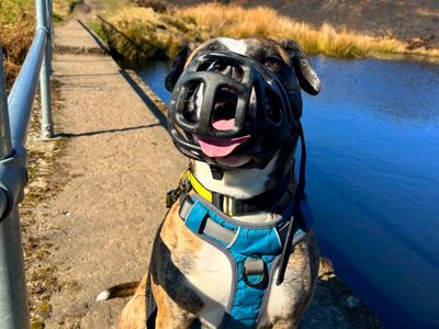 Rosie | Boxer Cross | Manchester - 5