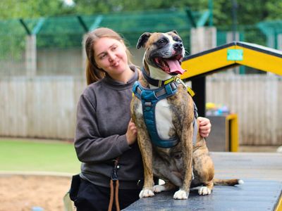 Rosie | Boxer Cross | Manchester - 4