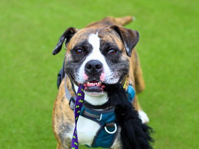 Rosie | Boxer Cross | Manchester - 3
