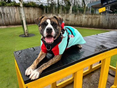 Rosie | Boxer Cross | Manchester - 2