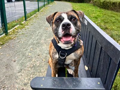 Rosie | Boxer Cross | Manchester - 4