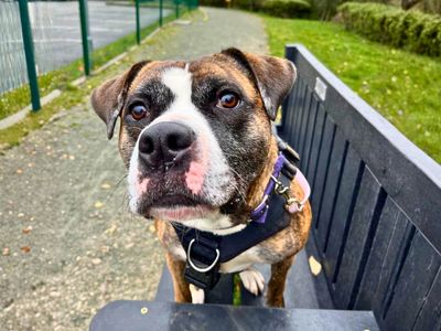 Rosie | Boxer Cross | Manchester - 2