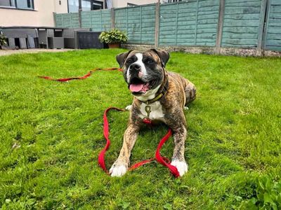 Rosie | Boxer Cross | Manchester - 4