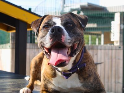 Rosie | Boxer Cross | Manchester - 4