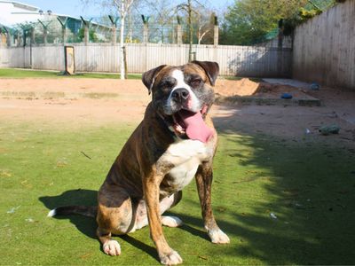 Rosie | Boxer Cross | Manchester - 2