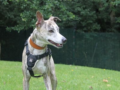 Jill | Lurcher Cross | Merseyside (Liverpool) - 3