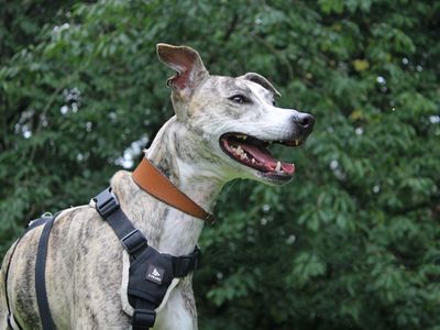 Jill | Lurcher Cross | Merseyside (Liverpool) - 1