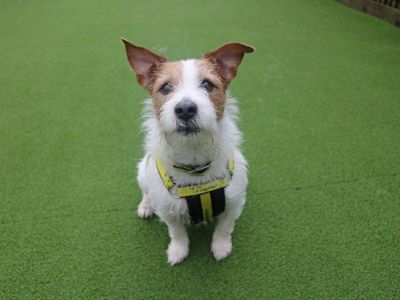 Skipper | Terrier (Jack Russell) | Glasgow - 4