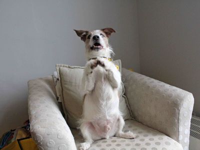 Skipper | Terrier (Jack Russell) | Glasgow - 2