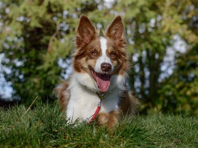 Adopt a Collie (Border) Rescue Dog | Louie | Dogs Trust